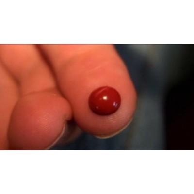 Paul Harris Presents Lady Bug by Paul Vigil, Paul Harris and Roy Kueppers - Image 2