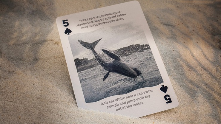 Bicycle Sharks Playing Cards by US Card Magic - Image 5