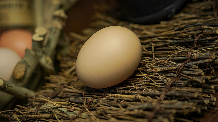 SILK TO EGG by TCC - Image 4