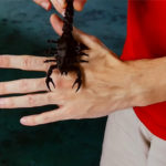 SCORPION by Hugo Valenzuela - Image 2